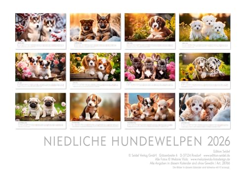 Edition Seidel Premium Kalender Niedliche Hundewelpen 2026 Format DIN A3 Wandkalender Hundekalender Hund Welpe Tierkinder Hunderasse Haustier Melanie Viola