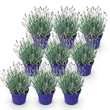 GreenboutiQ - Plante de jardin - Lavandula angustifolia Hidcote - Lavande - Résistante au gel - Violet - 9 Plantes - Pot 12cm - Hauteur 15-25cm