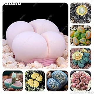 Kucus 480pc 8kinds Each 60pcs Mixed Lithops Living Stones Succulent Cactus Organic Garden Bulk Flower Shape Bonsai Plant for Balcony