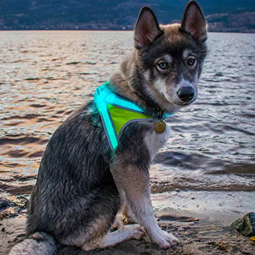 noxgear LightHound – Revolutionary Illuminated and Reflective Harness for Dogs Including Multicolored LED Fiber Optics (USB Rechargeable, Adjustable, Lightweight, Rainproof)