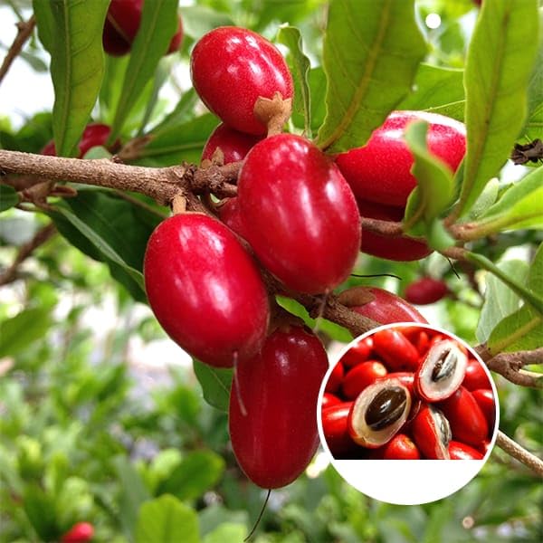 ALAMIN GARDEN Rare Dwarf delicious Miracle Berry/Miracle Fruit Live Plant (1 Healthy Live Plant 1/1.5 FT) Without Pots (B0CYHTPZDN) Amazon Price History, Amazon Price Tracker