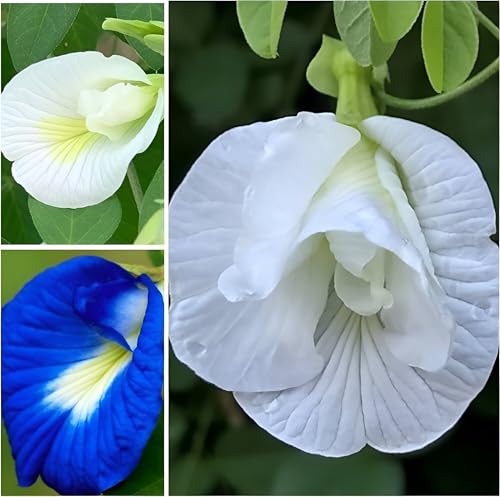 Image of Aparajita Flower Seeds - Multipetal Butterfly Pea All Colours | Garden Plant Seeds (Pack Of 30 Pcs)