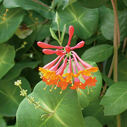 Easy to Grow Honeysuckle Dropmore Scarlet - Live Potted Garden Plant Fragrant Red & Orange Flowering Blooms