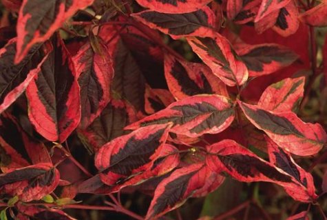 Continuous Color: A Month-By-Month Guide To Shrubs And Small Trees For The Continuous Bloom Garden #TOP4