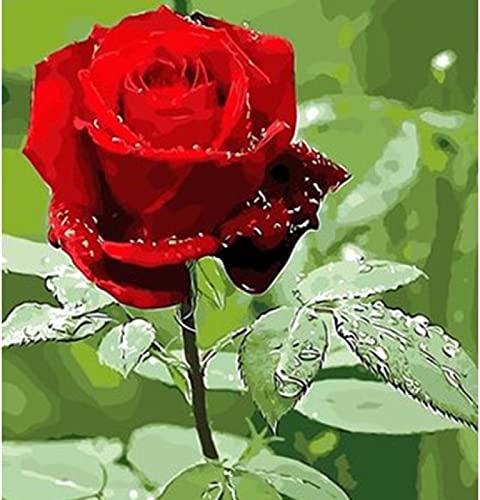 Cadeau amusant peinture au diamant 5D rose rouge pour adulte, kit de loisirs créatifs