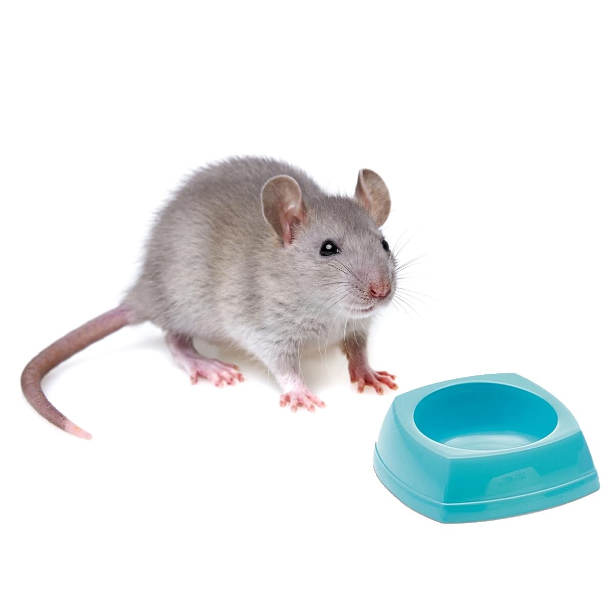 Nibble Food Bowl