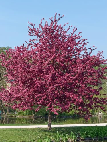 Prairiefire Crabapple Tree, Vibrant Pink Flowering, Deciduous, Luscious Dark Red Foliage, 7 gal...
