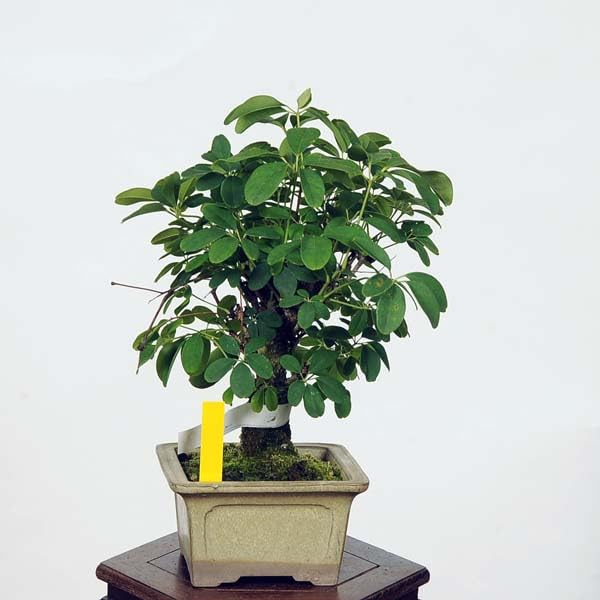 アケビ、あけび、小品盆栽　石付き盆栽 Amazon.co.jp: 盆栽：木通 あけび* 現品 アケビ akebi bonsai 小品盆栽
