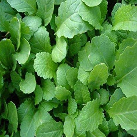 Audbhidhi Sarso Saag / Mustard Leaves Seeds For Winter Season Home Gardening (50 Seeds Per Packet) (B0BCKKKZ9G) Amazon Price History, Amazon Price Tracker