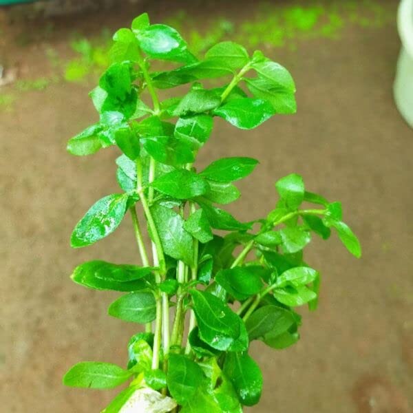 See full amazon price history chart for Maalavya Live Aquarium Aquatic Plant (Staurogyne SP Brown) Live Plant 8 to 10 Stems with Pot (Pack of 1) Maalavya Live Aquarium Aquatic Plant (Staurogyne SP Brown) Live Plant 8 to 10 Stems with Pot (Pack of 1) (B09XR78D9K) Amazon Price History, Amazon Price Tracker