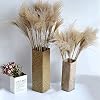 Shopwindow Decor Real Pampagras 50 stuks Reed Natural gedroogde plant Ornamenten Wedding Decor Flower Bunch Geen Vaas…
