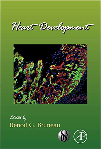 Heart Development view 2
