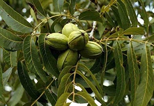 PERAGASHOP 1 x Pecan Juglandacee Walnut Plant