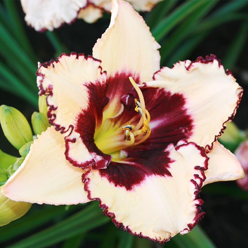 Blueberry Sundae Daylily Root - Attracts Butterflies and Hummingbirds - Good as Cut Flowers - Naturalizing - Perennializing - Easy to Grow Live Plants - Outdoor Garden