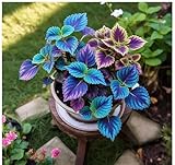 60+ Seeds- All Seasons Blue Mini Coleus Plant Seeds For Home Garden- Grow Indoor & Outdoor.