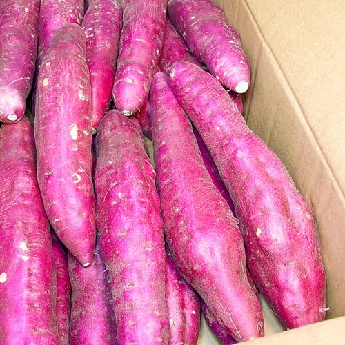 ܂ 10kg ȂƋ Y (5kg×2) Gi L-MTCY    Â