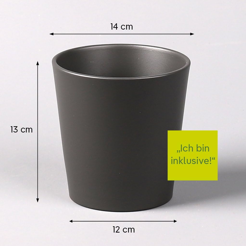Schwertfarn 'Green Lady' in Keramiktopf Dallas anthrazit, Topf-Ø12cm, 2er-Set