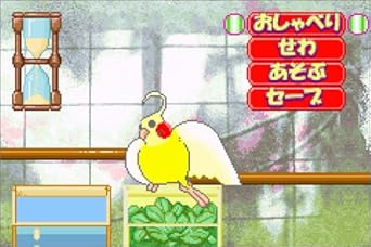 Amazon Com おしゃべりインコ倶楽部 Everything Else