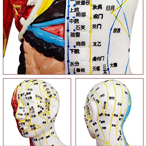 Modèle anatomique d'acupuncture AMITD avec points précis et support pour formation médicale