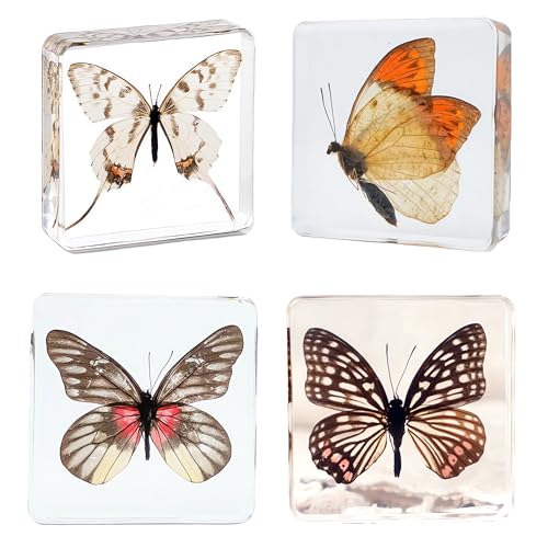 Image of Taxidermy Butterfly, Real Insect Butterfly Specimens in Resin Preserved, Clear for Closer-Look & Study, Science Educational Classroom Specimen, Decor Ornament, Unique Gift (B, 3.0x3.0x0.8-inch)