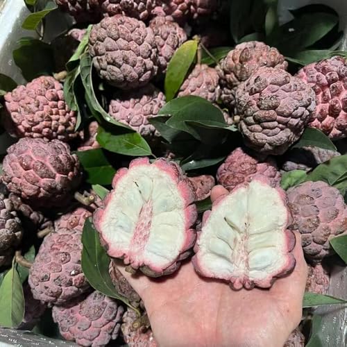 Semillas de fruta de graviola, semillas raras Semillas de guanábana, Annona muricata, plantas para lugares soleados semillas de plantas balcón de semillas de frutas semillas de frutas, 20pcs