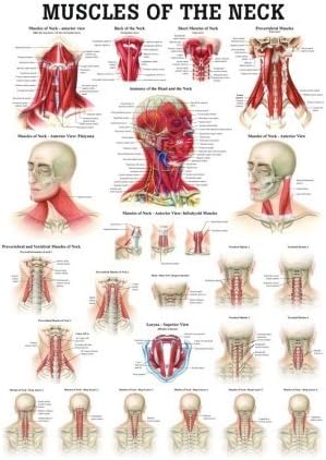 Muscles of the Neck Laminated Anatomy Chart