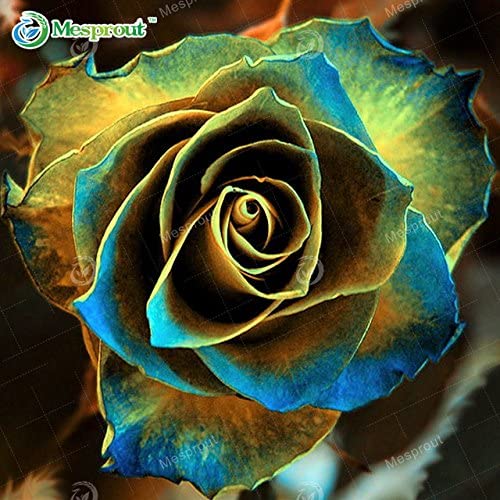 GlobalNiche® 16: Macetas Jardineras, 20 Tipos De 100 Semillas, Arco Iris Semillas Color De Rosa Hermosa Rosa Semilla Bonsai Plantas Semillas para