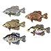 White Crappie, Fish Pin, Hand Painted, FP072B, 1 ¾”, Sunfish family, Fishing, Lapel, Hat, Pins, Brooch, Brooches, Jewelry, Gift, 100% Handmade in the USA, 200 Fish Designs Available.