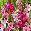 50 gladioli onions mix