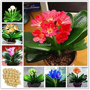 Portal Cool Semi Clivia Fiore giglio di Kaffir miniata Pz blu splendido Bonsai Rosso Wst: Giallo