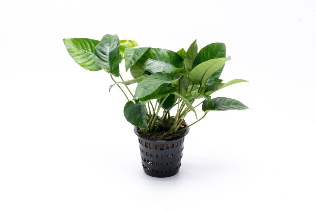 Maalavya Live Aquarium Aquatic Plant (Anubias barteri Striped) 3 to 5 Leave Plant with Pot (B09R4TCXT5) Amazon Price History, Amazon Price Tracker
