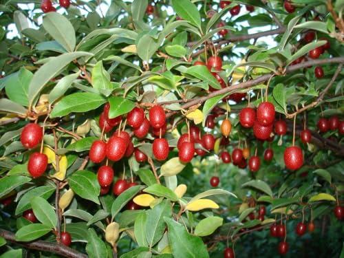 Goumi Fruit Seeds - 50pcs