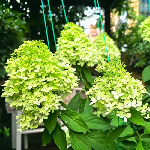 Semi di ortensia a pannocchia, arbusti Ortensia paniculata, per luoghi soleggiati semi di vecchie varietà 200pcs