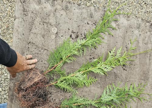 4-Pack Large Western RED Cedar Conifer Live Bare Root Tree, 4 Pack, Plant, Wholesale Bulk, No Pot or Soil, appx 20" Tall