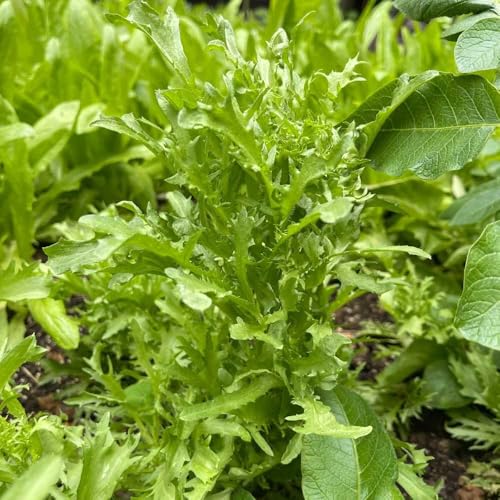 semi di indivia decorazioni da giardino per esterni semi di per aiuole rialzate da giardino resistenti Coltivazione rampicanti Aiule rialzate il biologici, 150semi