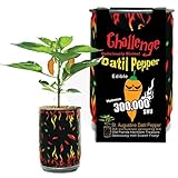 Datil Chili Pepper Grow Kit by Magic Plant -1 Kit - Grow Southern Spice at Home, 100K to 300K SHUs, DIY All-in-One Grow Kit, Heirloom Seeds, Great for Indoor or Outdoor Gardeners or Gift