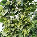 10 piezas Semillas resistentes del avellano, Corylus avellana, Plantas de interior, plantas perennes resistentes, flores permanentes. avellana semillas de plantas de interior, pasto