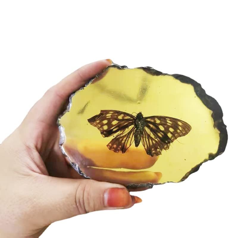 Image of Amber Fossils Insect Samples Artificial Amber Insect Specimen Pendant Stone Decoration Crystal Samples Collection Science Education Dragonflies, Cicadas, Scorpions, Butterflies (Butterflies)