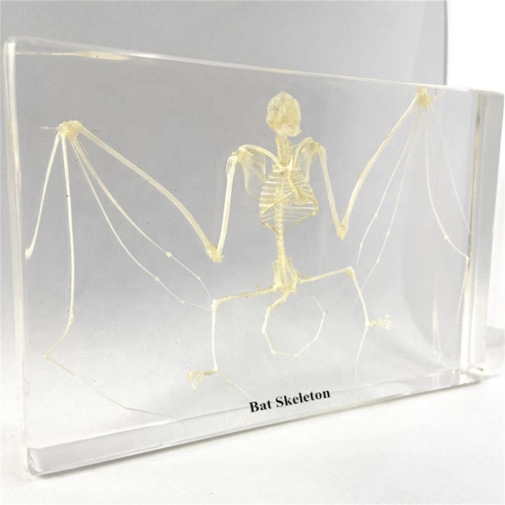 Taxidermie d'insectes animaux de spécimens réels de chauve-souris, avec motif d'intégration de squelette d'animal en os naturel, cadeau de collection biologique d'approvisionnement, 210 * 100 * 43 mm
