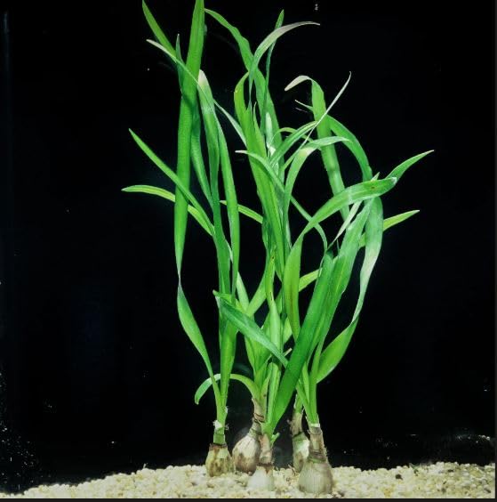 Crinum Thaianum - Plantas de acuario saludables oxigenantes tropicales - Camarón - Pasaporte de plantas - A - Crinum - B - 154553 - C - Crin5 - D - GB