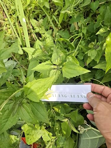 Daun Balakacida - Nampong - Chromolaena odorata Dried Leaves (80 ...