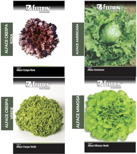 Kit 4 Sementes de Alface (Crespa, Roxa, Americana e Mimosa)