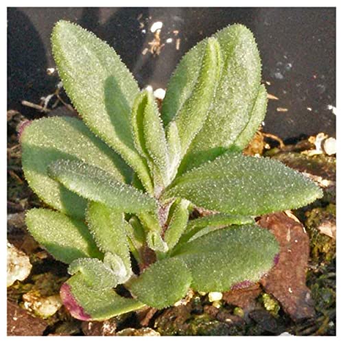 Everwilde Farms - 2000 Vera Lavender Herb Seeds - Gold Vault Jumbo Seed Packet #TOP4