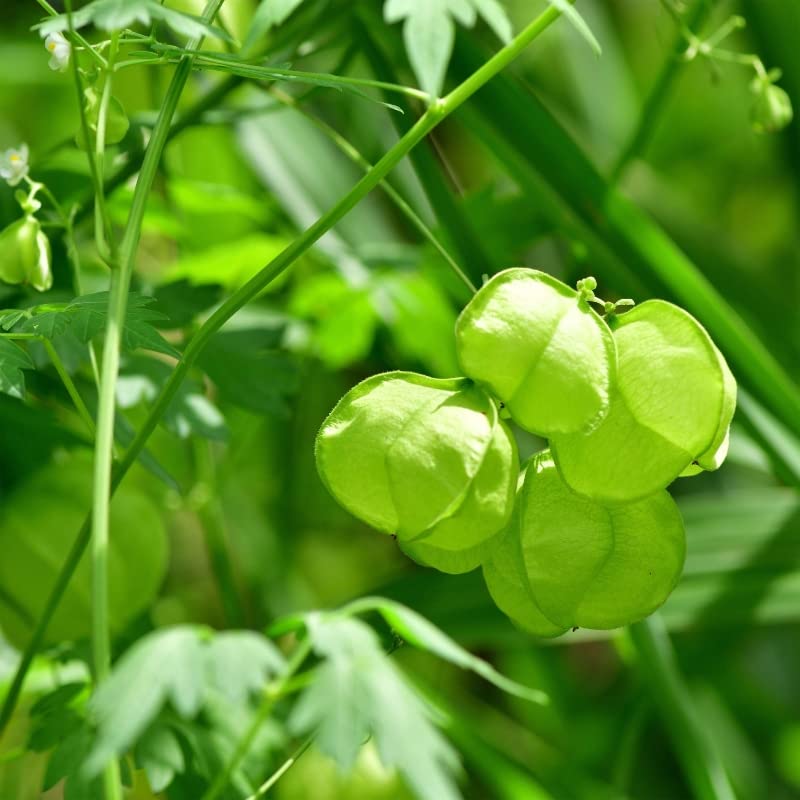 SHOP 360 GARDEN RARE HERBAL PLANT SEEDS - KHANPHATA/MUDAKATHAN KEERAI/BALLOON VINE/CARDIOSPERMUM HALICACABUM PLANT SEEDS - PACK OF 15 SEEDS (B0BQFMNPM4) Amazon Price History, Amazon Price Tracker