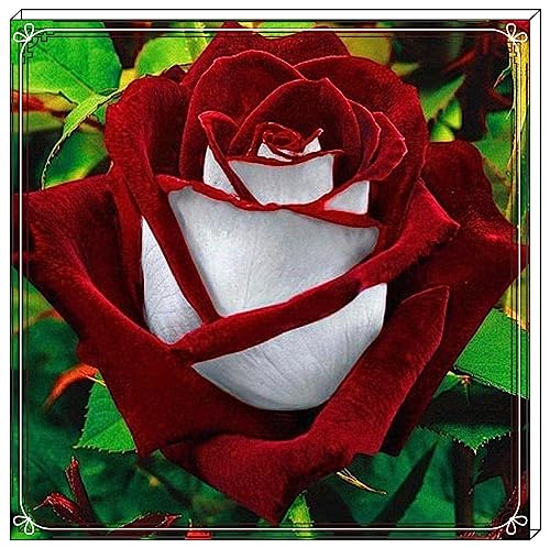 Winterharte mehrjährige Einfach zu Pflegen Seltene Rosen Schnelles Gärten Geschenk bereit-1Rosenzwiebeln-b