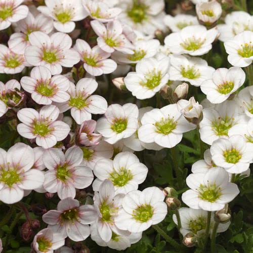 Park Seed Lofty White Blust Saxifrage Seeds Perennial, Pack of 50 Seeds