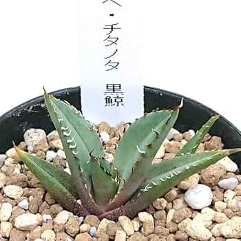 アガベ 約20cm 黒鉢付き アガベ チタノタ デザイン黒陶器鉢 黒石付｜郵便局のネットショップ
