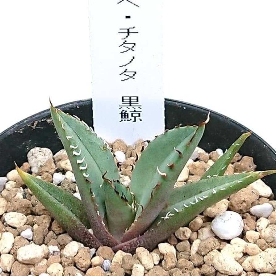 アガベ 黒鯨 お得セット）アガベ 黒鯨&黒犀牛