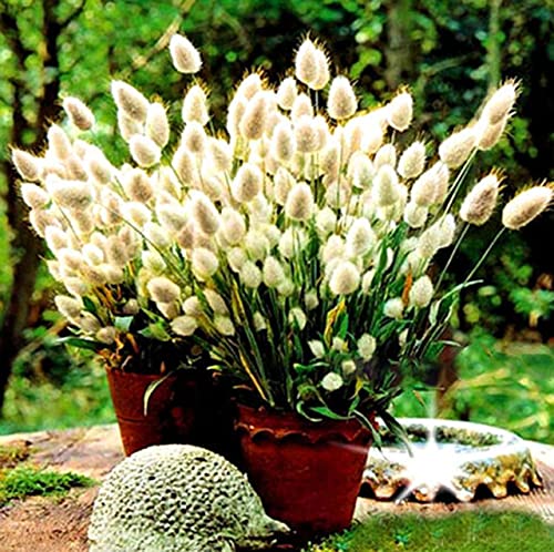 Buy4seeds Ornamental Grass LAGURUS OVATUS Bunny Tails 1200 Seeds Easy to Grow Garden Yard Patio
