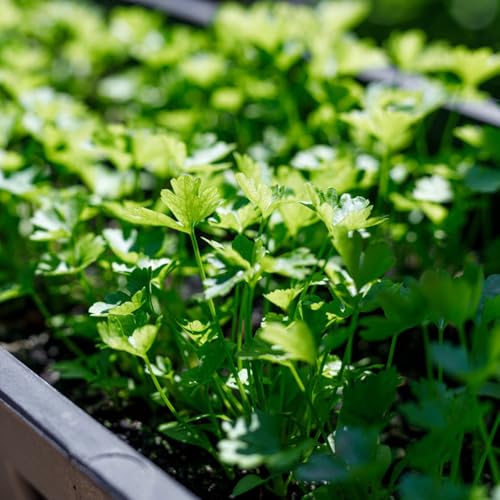 semillas orgánicas de perejil perenne Semillas para camas elevadas, jardín de para balcón perejil jardín cobertura del suelo cocina 400pcs